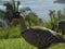 Nene Goose Hawaiian Native Bird