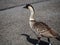 Nene Goose Hawaiian State Bird