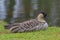 Nene (Hawaii Goose) Portrait