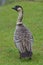 Nene (Hawaii Goose) Portrait