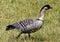 The Nene, The Hawaii\'s State Bird