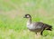 Nene or Hawaiian goose foraging for food in the Big Island