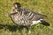 Nene (Hawaiian Goose) Looking Over Its Shoulder