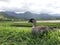 Nene, Hawaiian Goose in Taro Fields in Hanalei Valley on Kauai Island, Hawaii.