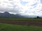 Nene, Hawaiian Goose in Taro Fields in Hanalei Valley on Kauai Island, Hawaii.