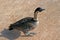 Nene Hawaiin Goose in Princeville Kauai Hawaii