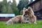 Nenets herding laika dog resting lying on the green grass