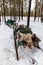 Nenets sleigh for reindeer harness. Arkhangelsk region, Russia