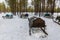 Nenets sleigh for reindeer harness. Arkhangelsk region, Russia