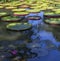 Nenuphars in Pamplemousses gardens, Mauritius island