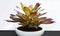 Neo Picasso Bromeliad