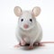 Neo-plasticist White Mouse: A Surprisingly Absurd Science Academia