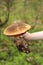 Neoboletus luridiformis. A child`s hand holds a giant wild edible mushroom in the woods.