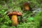 Neoboletus luridiformis, edible mushrooms