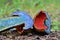 Neoboletus luridiformis mushroom