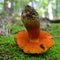 Neoboletus luridiformis mushroom