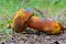 Neoboletus luridiformis mushroom