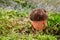 Neoboletus luridiformis in the natural environment