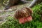 Neoboletus luridiformis in the natural environment