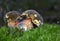 Neoboletus praestigiator is a species of edible mushroom in the phylum Basidiomycota, family Boletaceae, genus Boletus