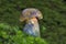 Neoboletus praestigiator is a species of edible mushroom in the phylum Basidiomycota, family Boletaceae, genus Boletus