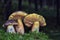 Neoboletus praestigiator is a species of edible mushroom in the phylum Basidiomycota, family Boletaceae, genus Boletus