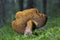 Neoboletus praestigiator is a species of edible mushroom in the phylum Basidiomycota, family Boletaceae, genus Boletus