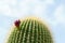 Neobuxbaumia Polylopha cactus with flowers