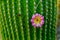 Neobuxbaumia Polylopha cactus with flowers