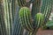 `Neobuxbaumia Scoparia` cactus that grows tree-like with defined trunk and branches