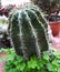 Neobuxbaumia variety of cactus