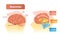 Neocortex vector illustration. Labeled diagram with location and functions.