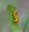 Neodiprion lecontei redheaded pine sawfly