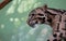 Neofelis nebulosa - clouded leopard - walking