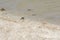 Neohelice crabs, Chasmagnathus granulata, walking along the shore in Punta Rasa