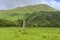 Neolithic Bronze Ages Standing Stones at Lochbuie on the Isle of Mull, Scotland