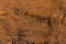 Neolithic petroglyphs on the Queen Victoria Rock near Riyadh