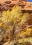 Neon Canyon Autumn Cottonwoods