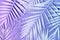 Neon colored palm leaves