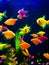 Neon colorful fish aquarium