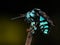 A neon cuckoo bee sleeping on a dry rose stalk