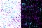 Neon cyan and purple random round paint splashes on black and white background. Abstract colorful texture