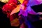 neon flower art exotic composition orchid