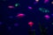 Neon glow fish color freshwater aquarium pets
