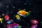 neon glowing orange tetra Glofish, Gymnocorymbus ternetzi, colorful adult swim in air bubbles