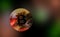 Neon light reflected on Bitcoin coin on vivid background new kind of financial technology with copy space