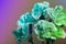 Neon mint green toned Dahlia flowers, top view wallpaper background. Abstract trendy neon blue green flowers backdrop, copy space