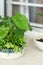 Neon Pothos. Epipremnum Aureum Neon. Heart-shaped leaves in a brilliant, electrifying green on white background.