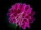 Neon silhouette of chrysanthemum flower