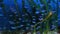 Neon tetra Jumbo Paracheirodon innesi is a freshwater fish of the characin family. selective focus